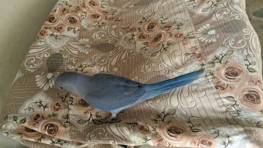 cobalt ringneck parrot chick