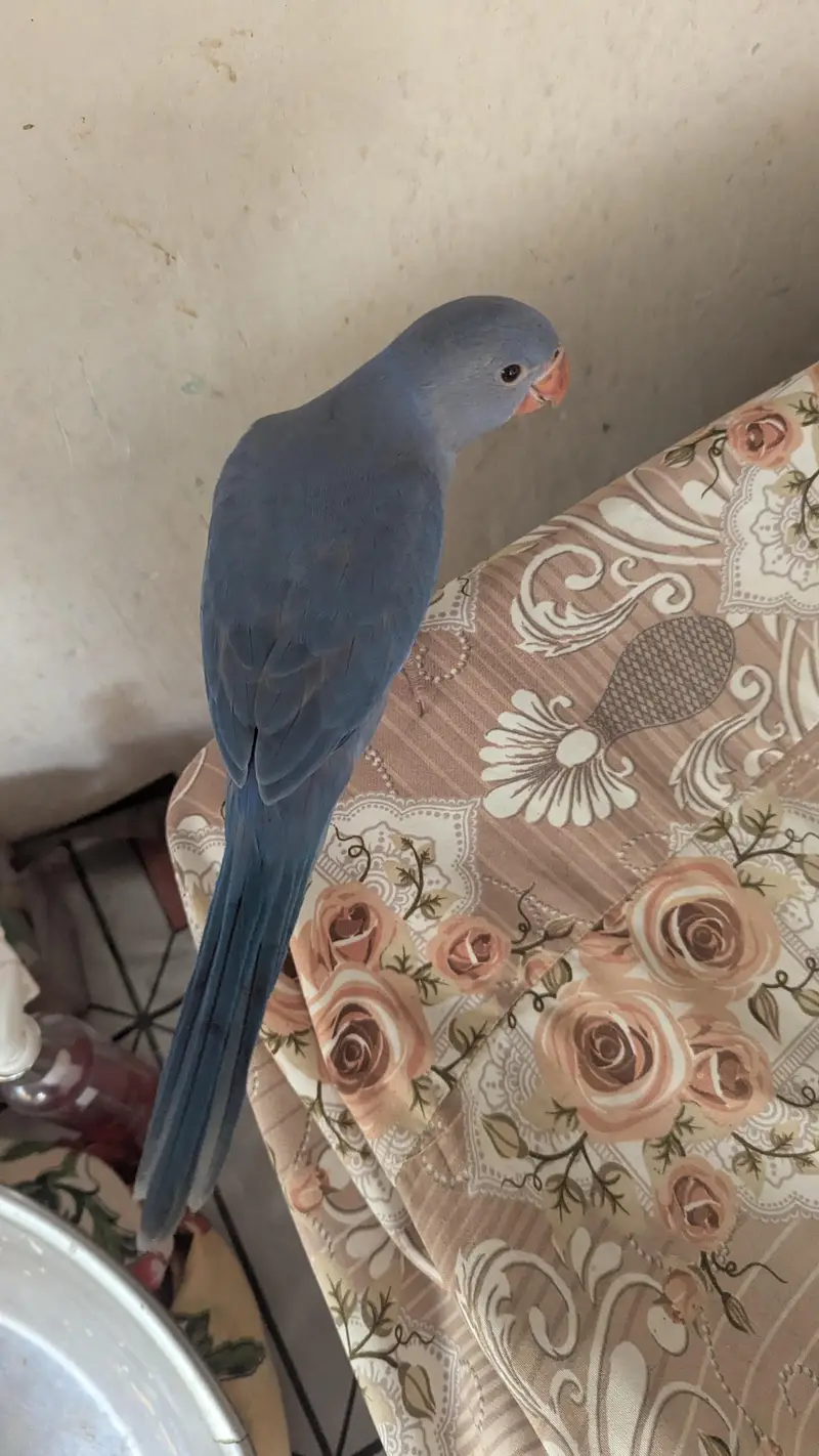 cobalt ringneck parrot chick — photo 2