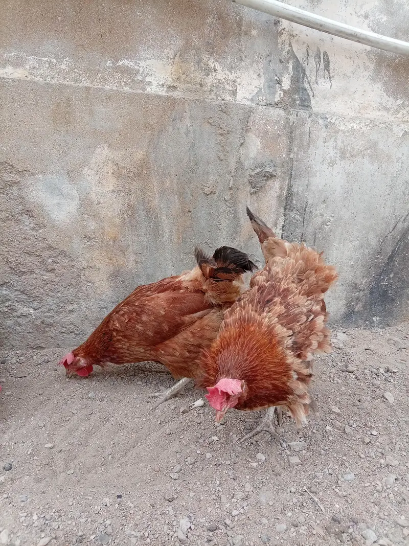 2 male 2 female — photo 4