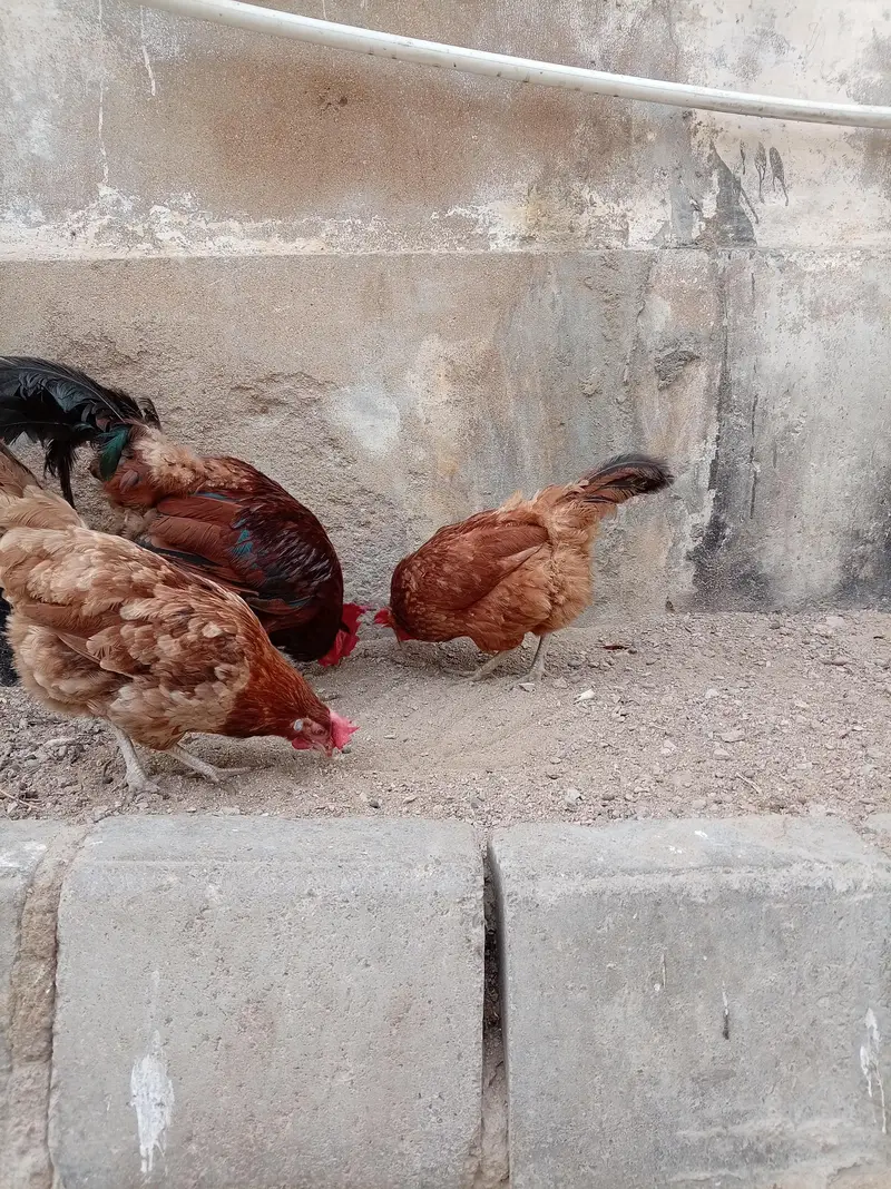2 male 2 female — photo 6