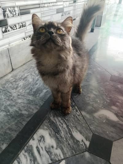 beautiful persian doll face cat fluffy tail