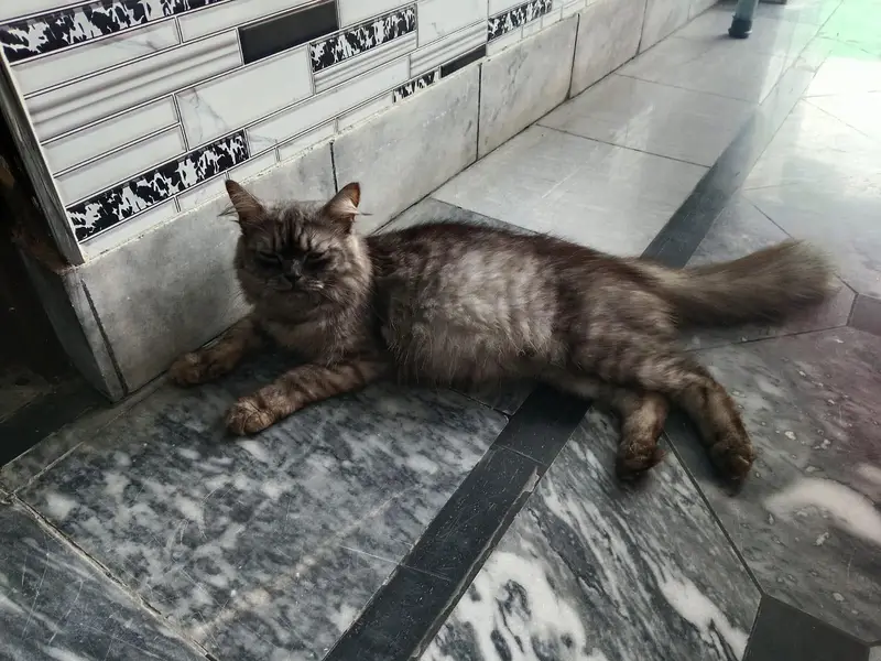 beautiful persian doll face cat fluffy tail — photo 2