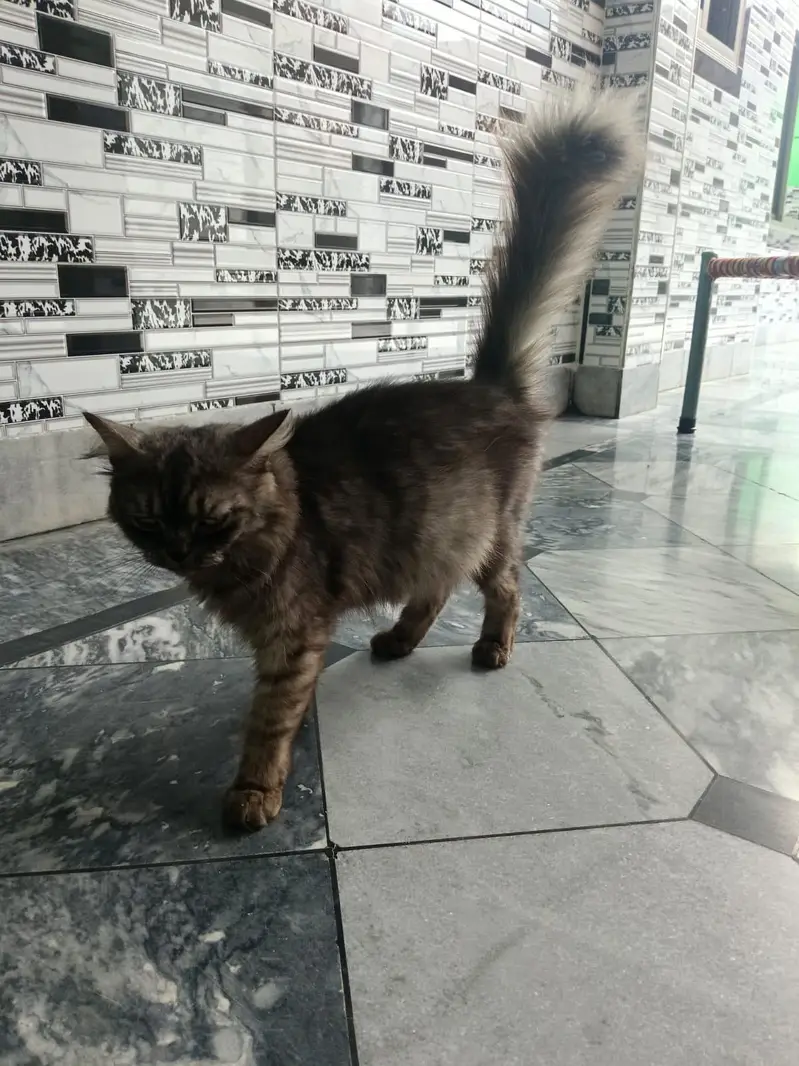 beautiful persian doll face cat fluffy tail — photo 3