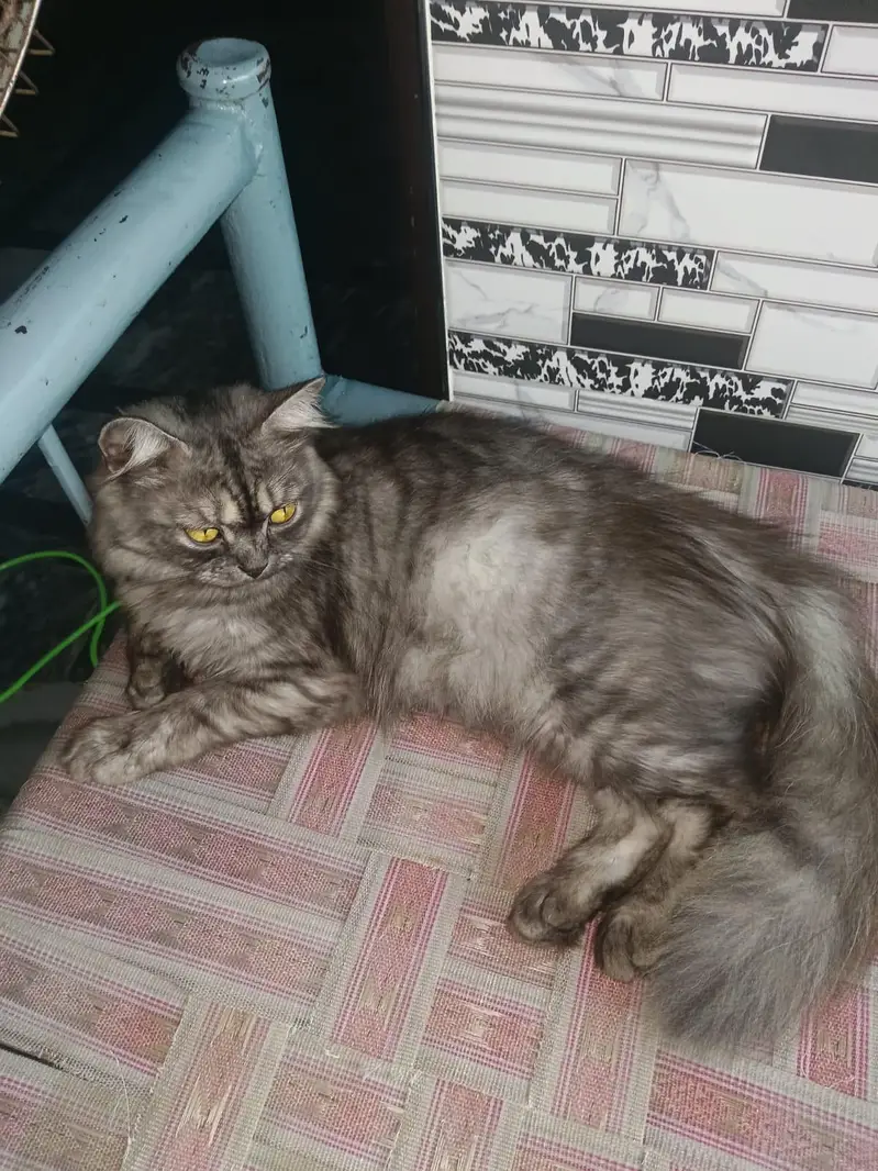 beautiful persian doll face cat fluffy tail — photo 4