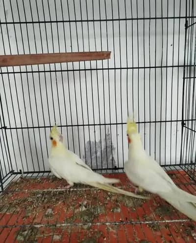 Common white cocktail guranteed breeder pair for sale