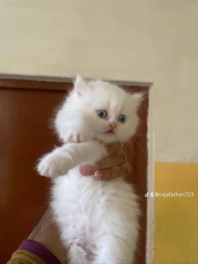 Persian punch face kittens