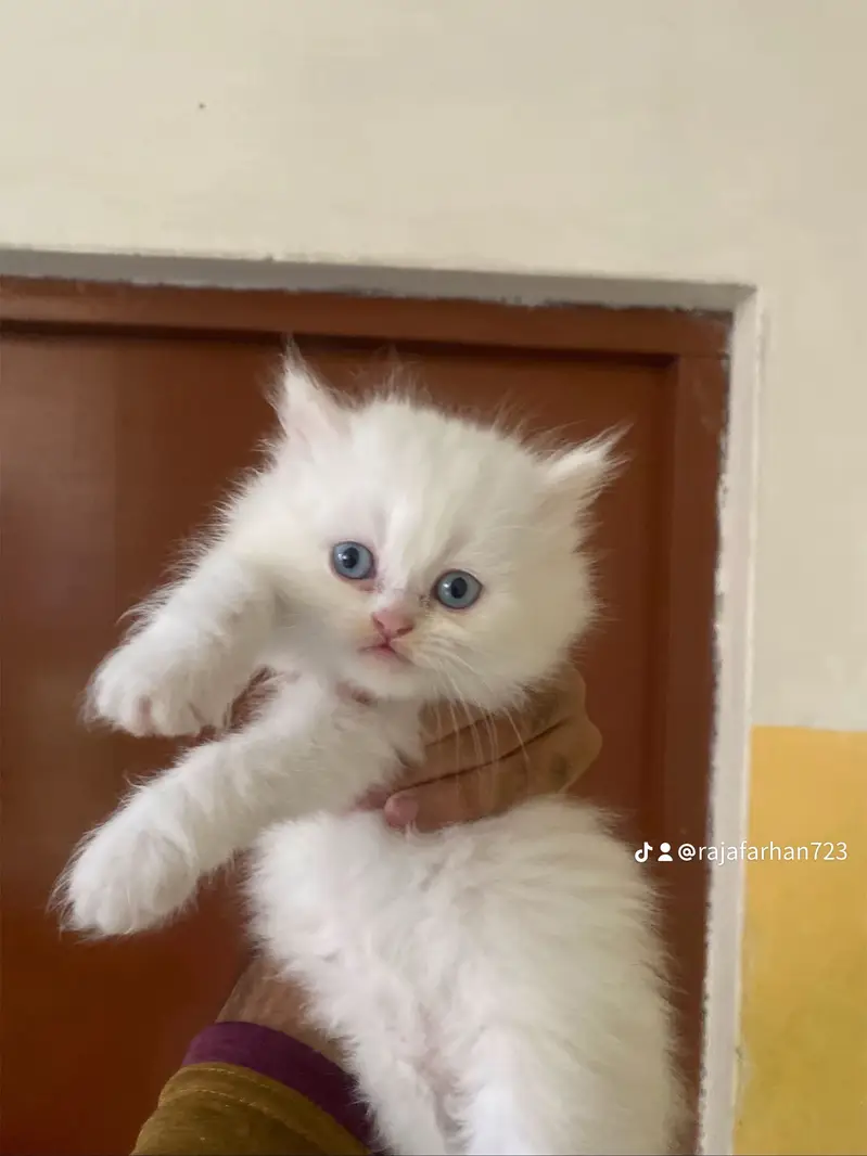 Persian punch face kittens — photo 2