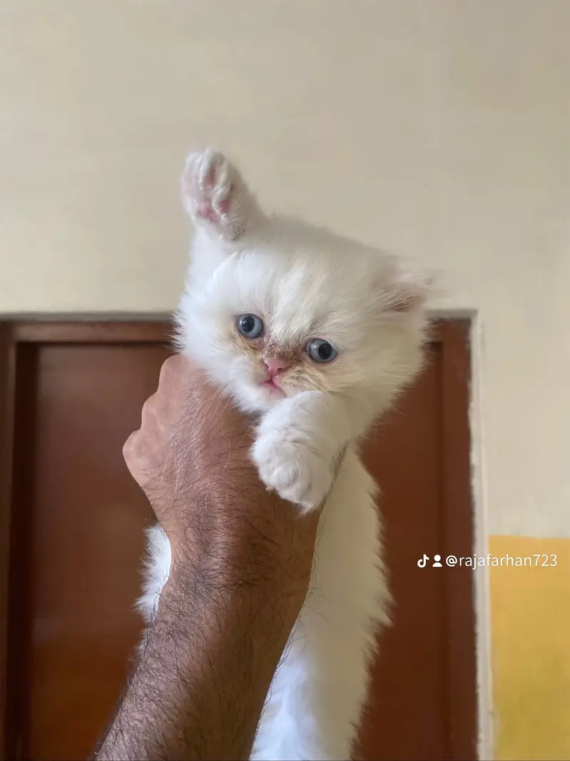 Persian punch face kittens — photo 3