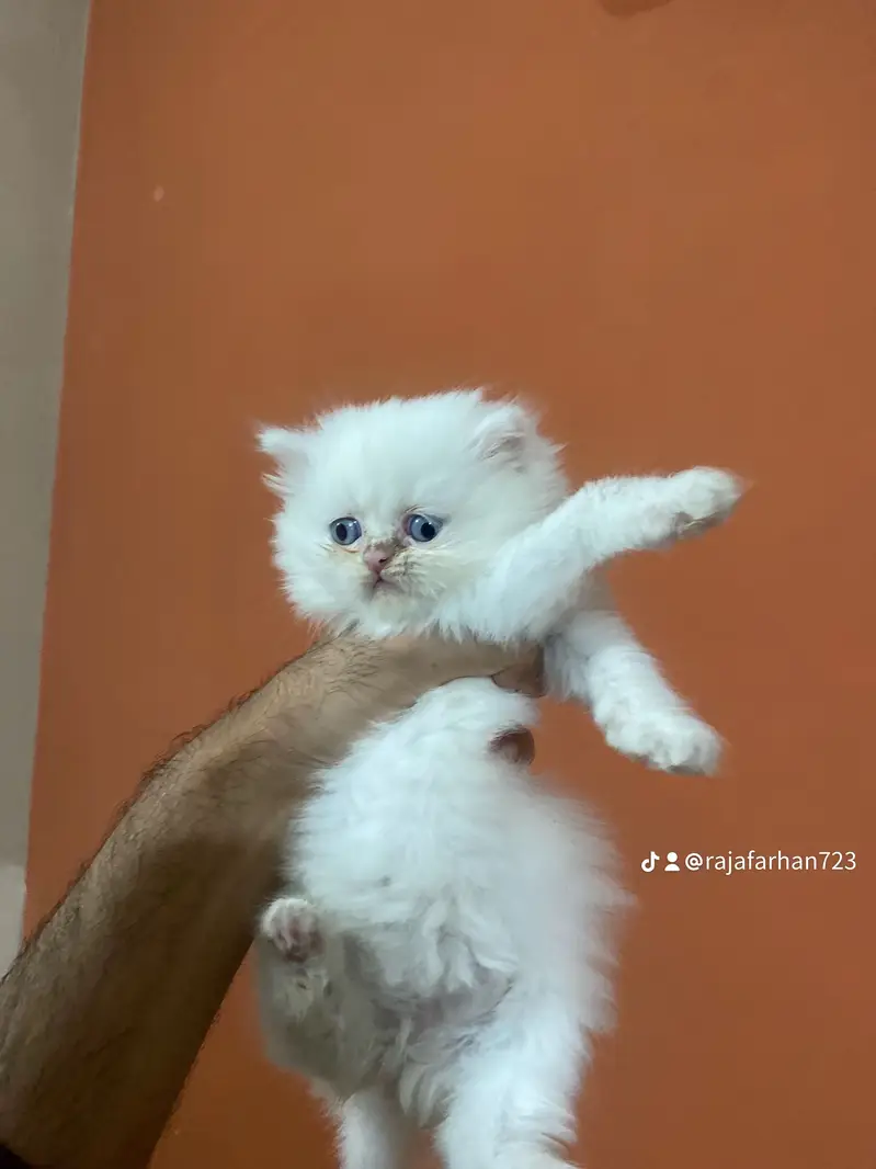 Persian punch face kittens — photo 4
