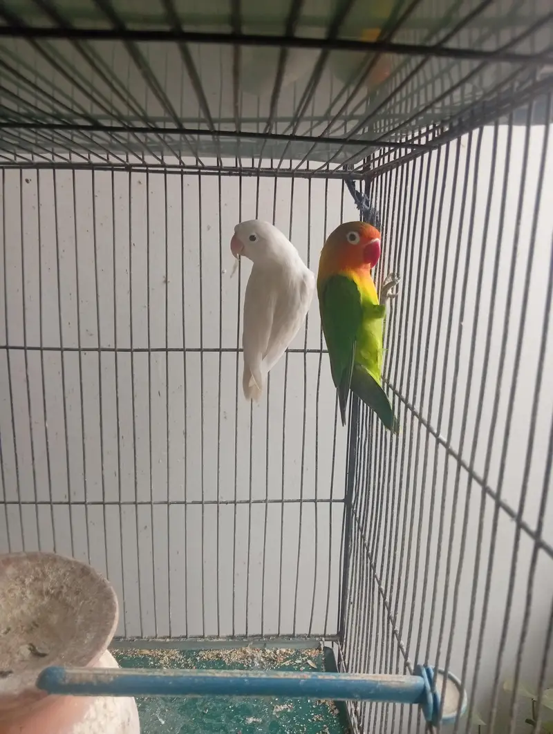 Whole cage pair of lovebirds and dove — photo 2