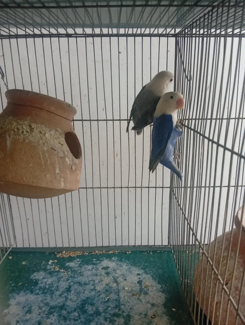 Whole cage pair of lovebirds and dove — photo 3