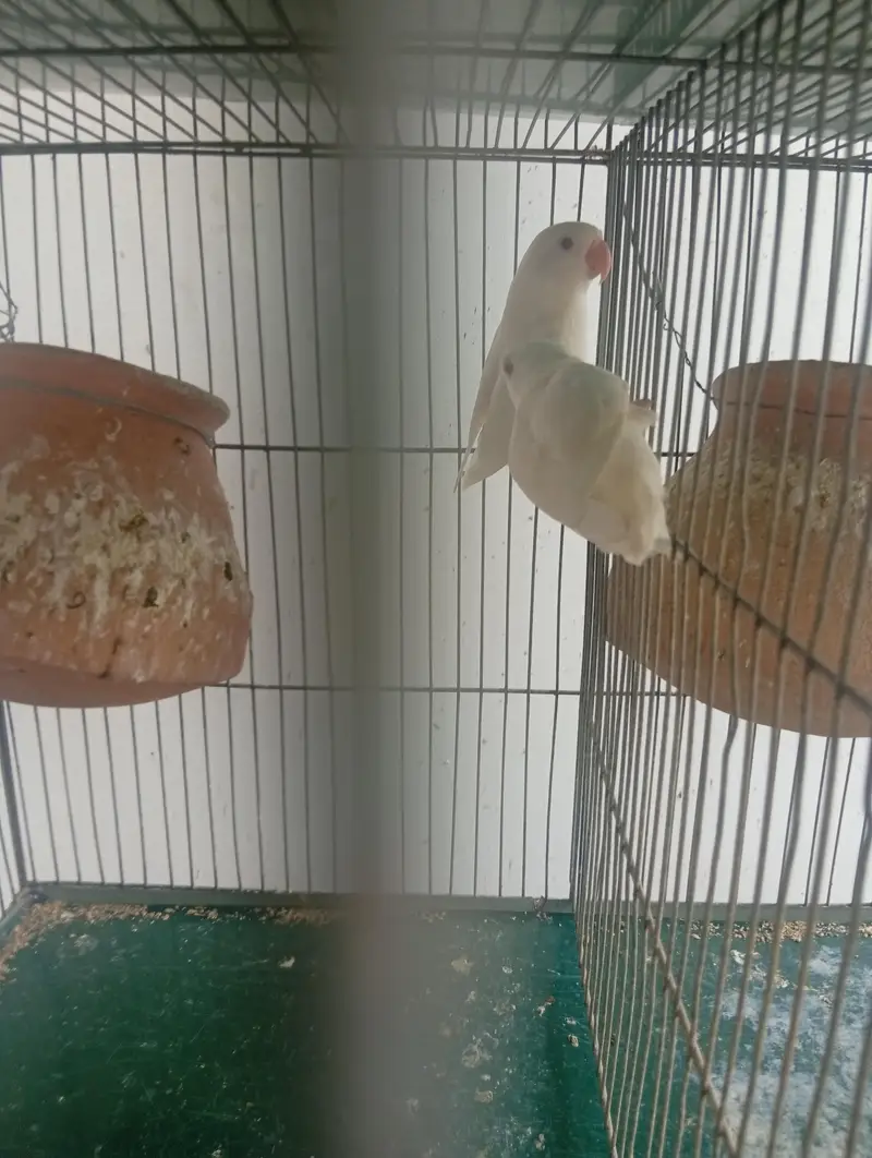 Whole cage pair of lovebirds and dove — photo 4