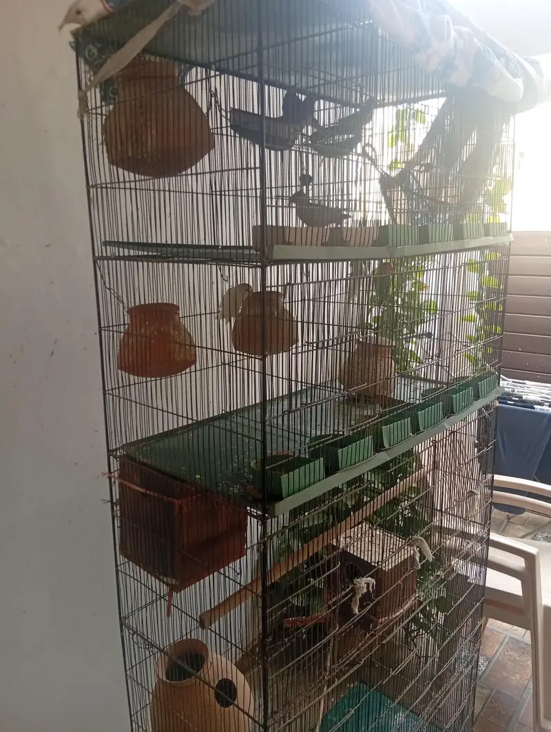 Whole cage pair of lovebirds and dove — photo 5
