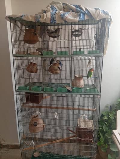 Whole cage pair of lovebirds and dove