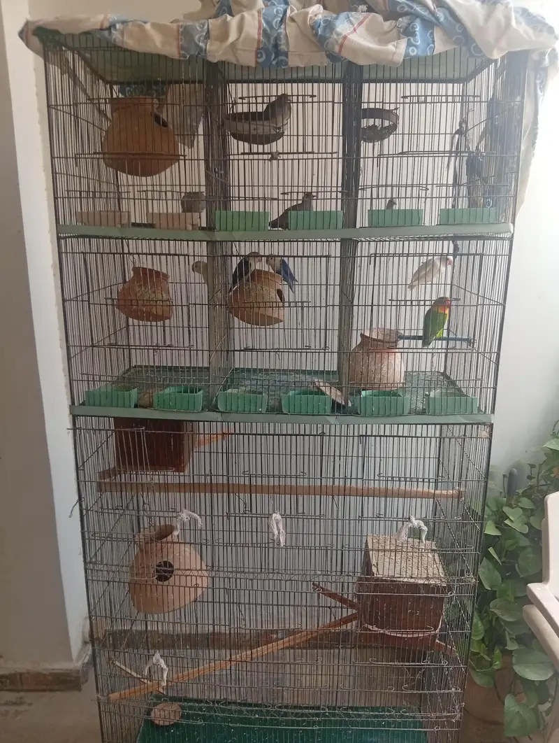 Whole cage pair of lovebirds and dove — photo 6