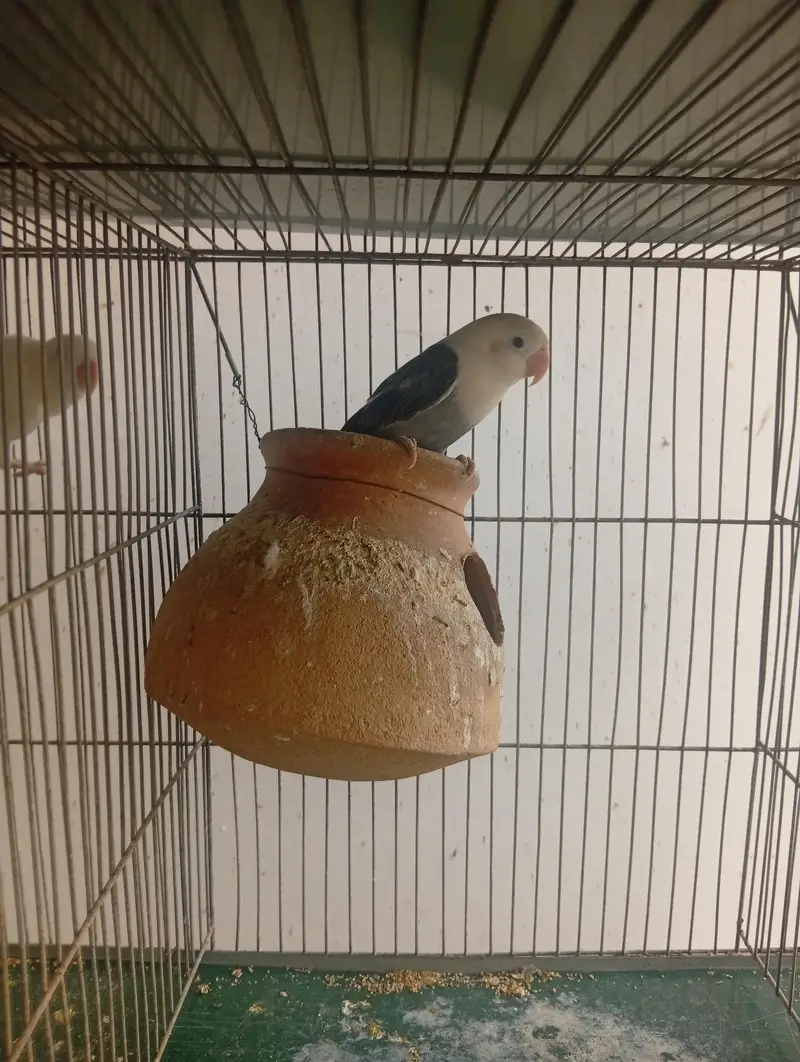 Whole cage pair of lovebirds and dove — photo 7