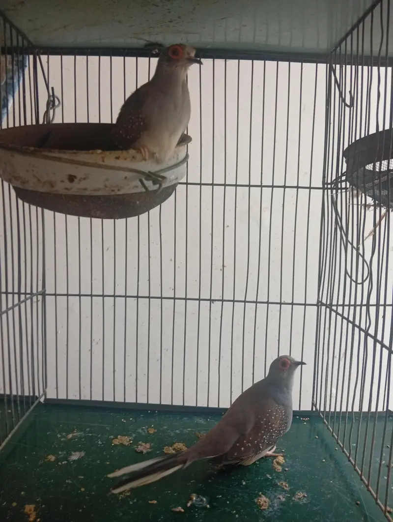 Whole cage pair of lovebirds and dove — photo 8