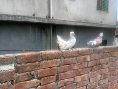 beautiful pair ha ando bacho par ha or murga bhi ha sale k Liye