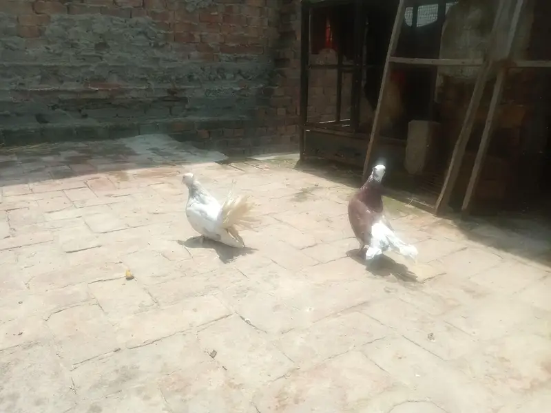 beautiful pair ha ando bacho par ha or murga bhi ha sale k Liye — photo 2
