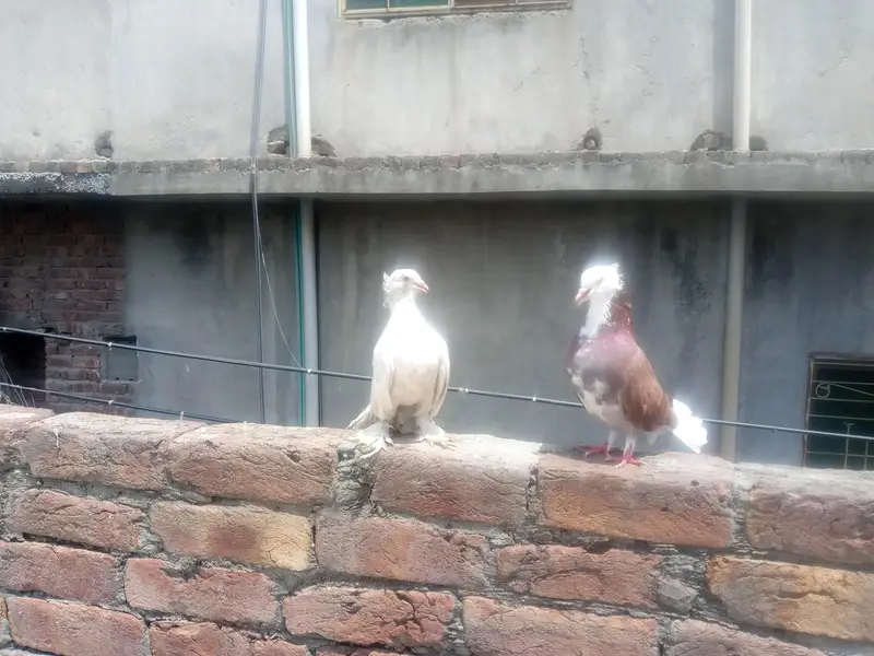 beautiful pair ha ando bacho par ha or murga bhi ha sale k Liye — photo 3