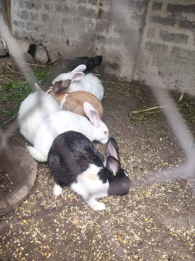 Red Eye Rabbits/Bunny