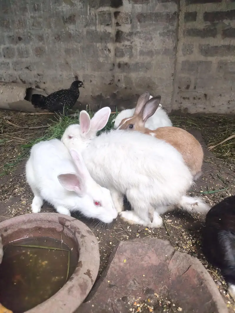 Red Eye Rabbits/Bunny — photo 2