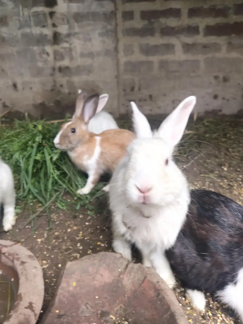 Red Eye Rabbits/Bunny — photo 3
