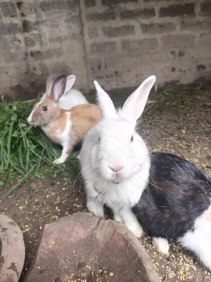 Red Eye Rabbits/Bunny — photo 4