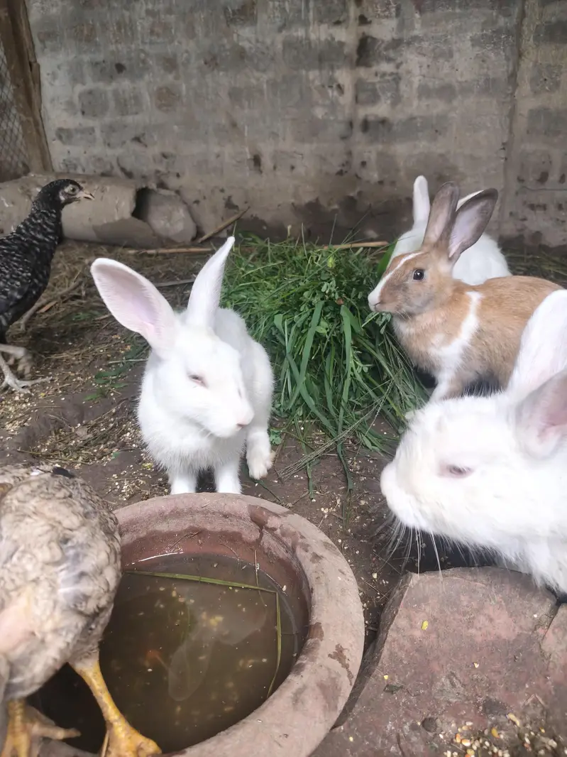 Red Eye Rabbits/Bunny — photo 5