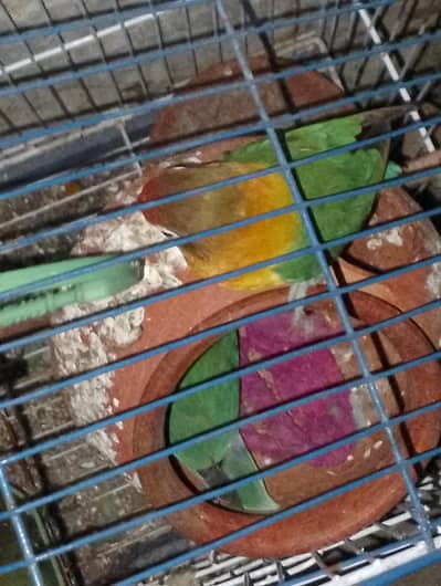 best parrot