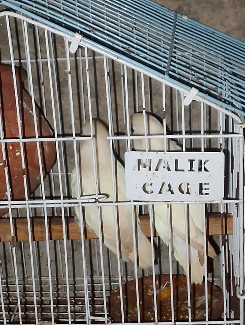 best parrot — photo 2