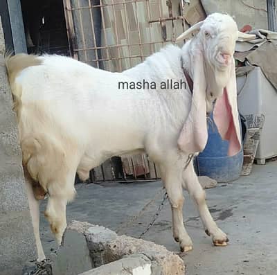 Available For Sell And Also Available For Bread