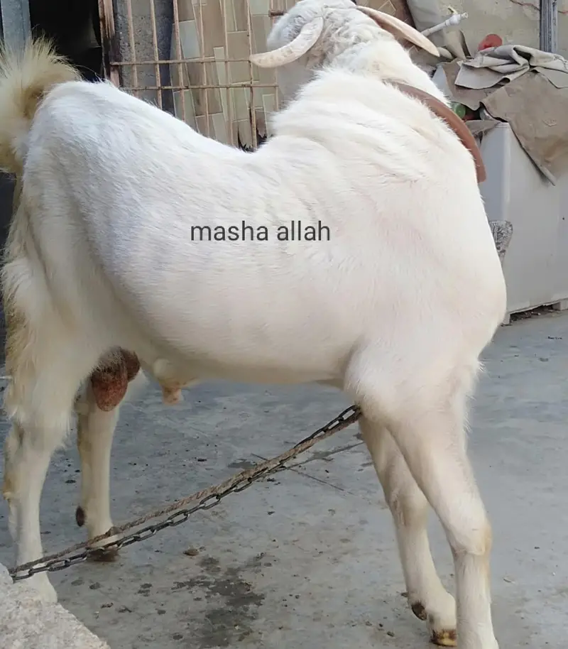 Available For Sell And Also Available For Bread — photo 2