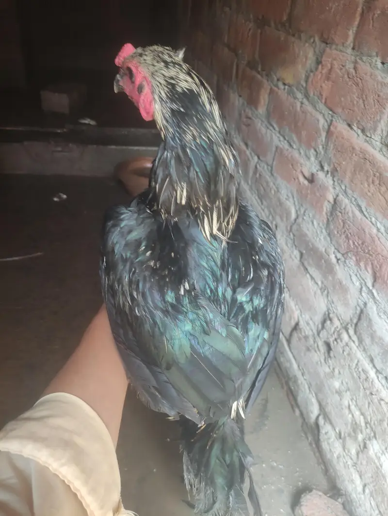 aseel Thai jawa pair for sale. 03096604897 — photo 3