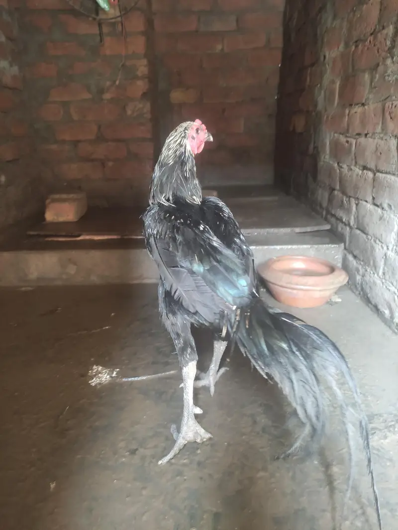aseel Thai jawa pair for sale. 03096604897 — photo 6