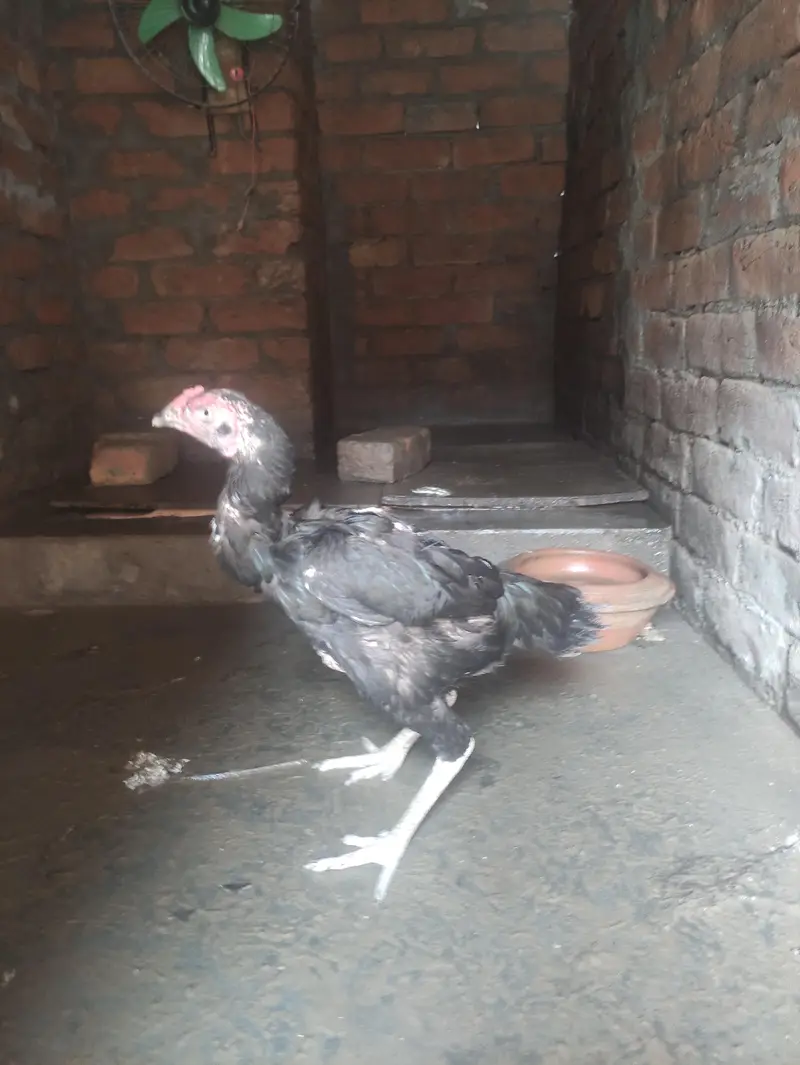 aseel Thai jawa pair for sale. 03096604897 — photo 8