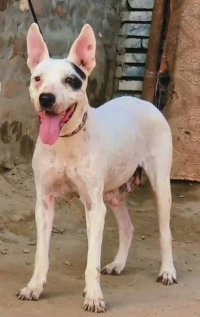 pure kohati gultair female for sale available