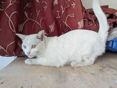 Persian cat