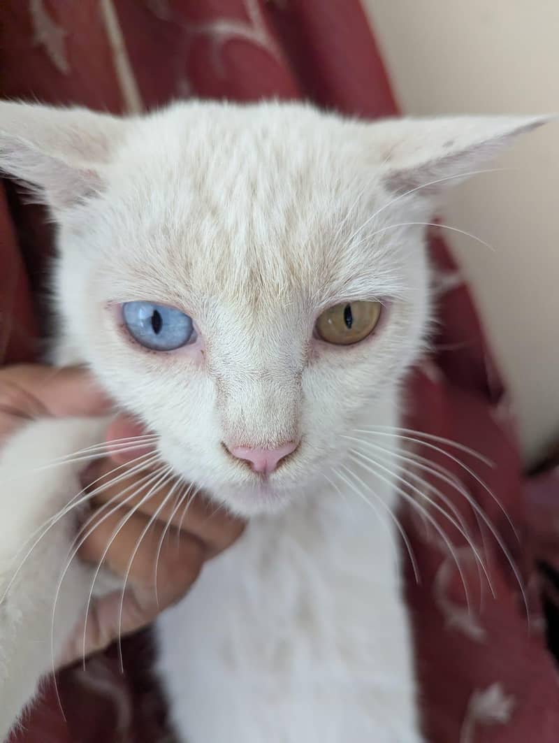 Persian cat 1
