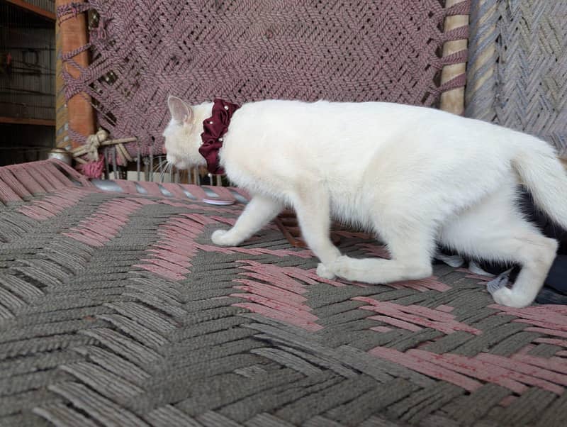 Persian cat 2