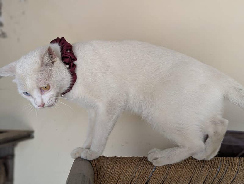Persian cat 3
