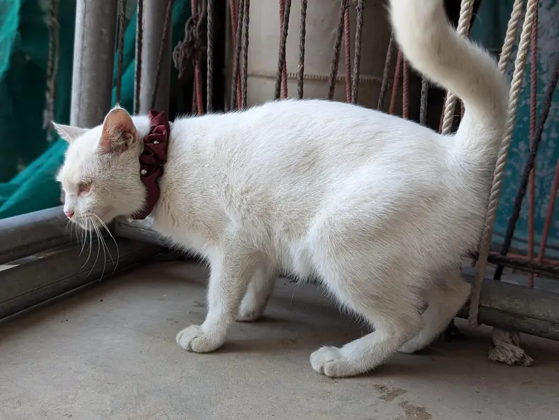 Persian cat — photo 5