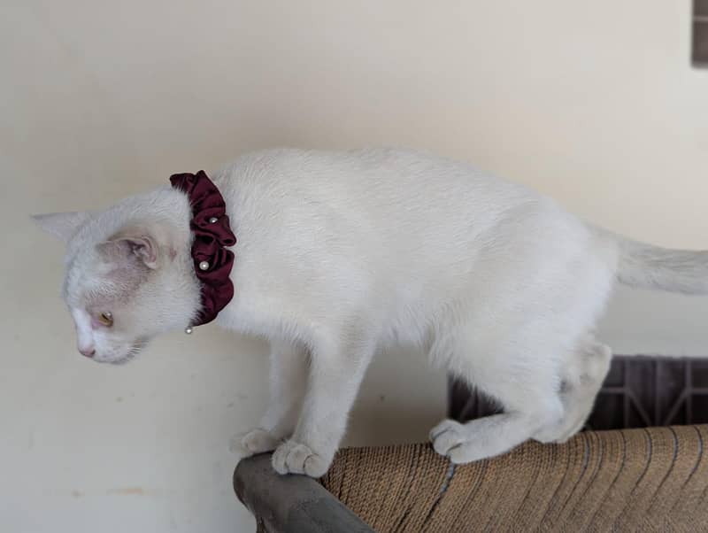 Persian cat 5