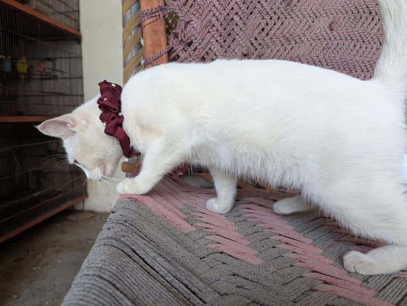Persian cat 6
