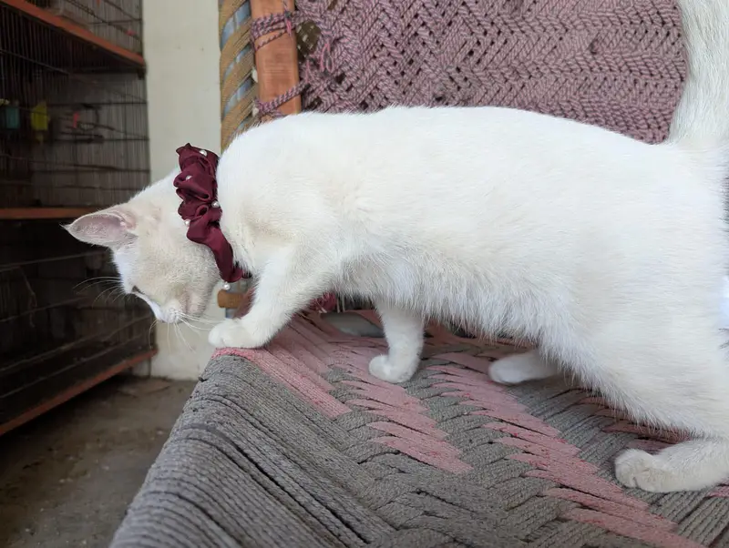 Persian cat — photo 7
