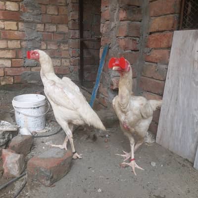 2 Shamo female for sale Healthy and active