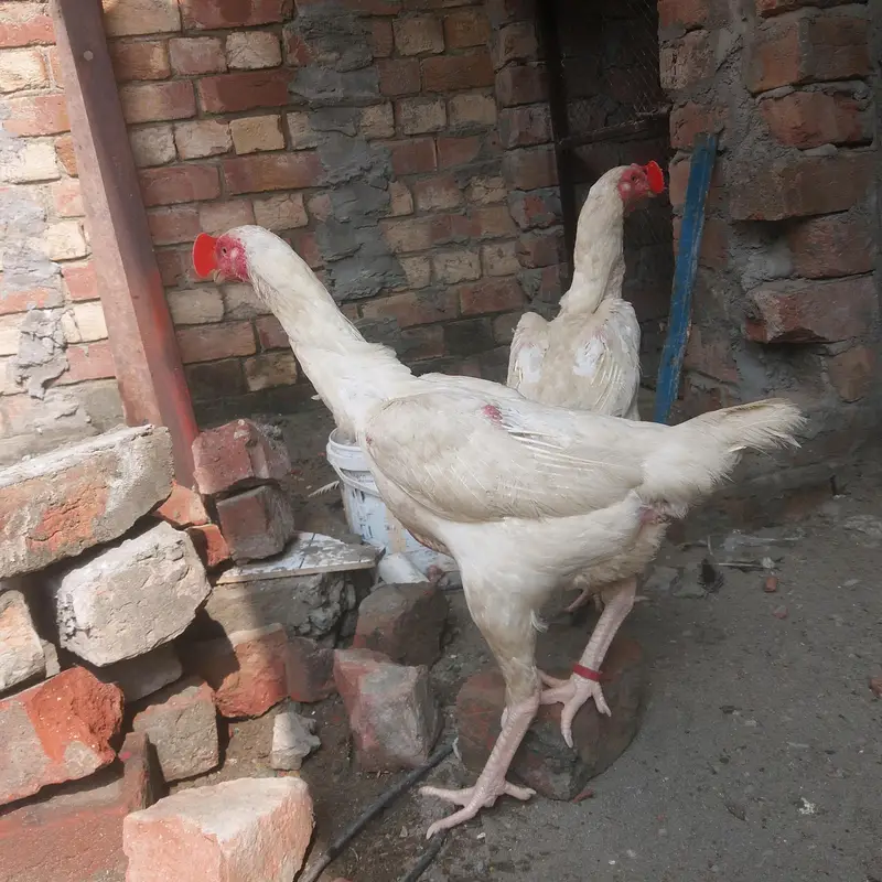 2 Shamo female for sale Healthy and active — photo 2