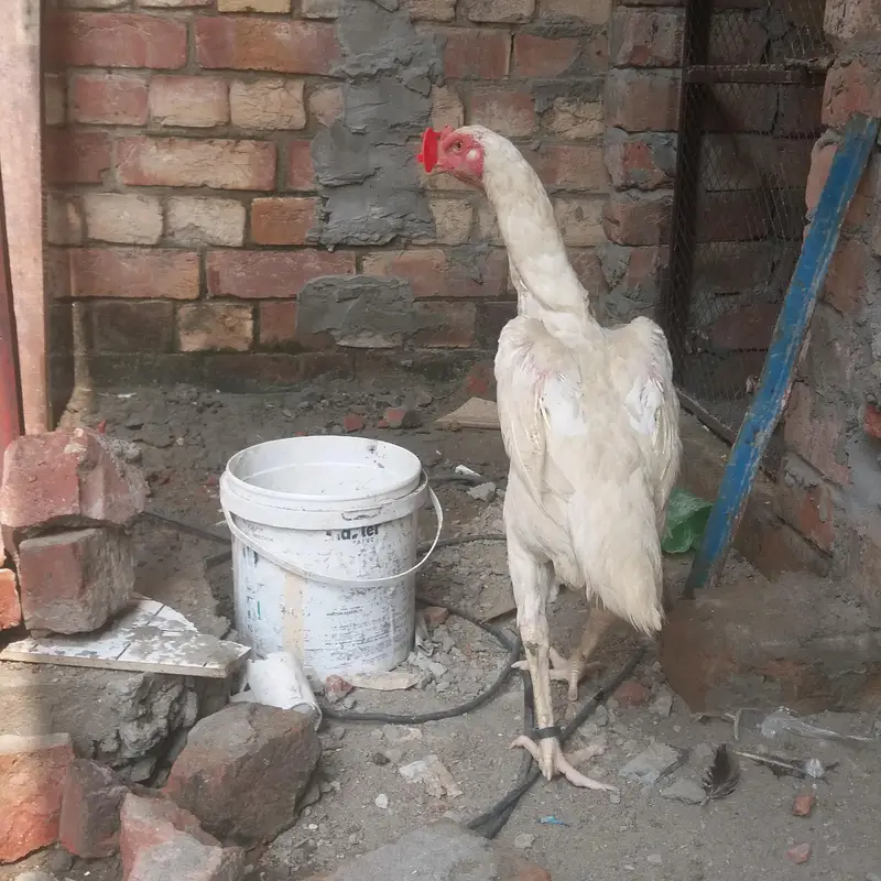 2 Shamo female for sale Healthy and active — photo 3
