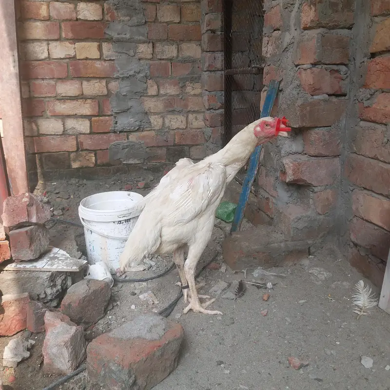 2 Shamo female for sale Healthy and active — photo 4
