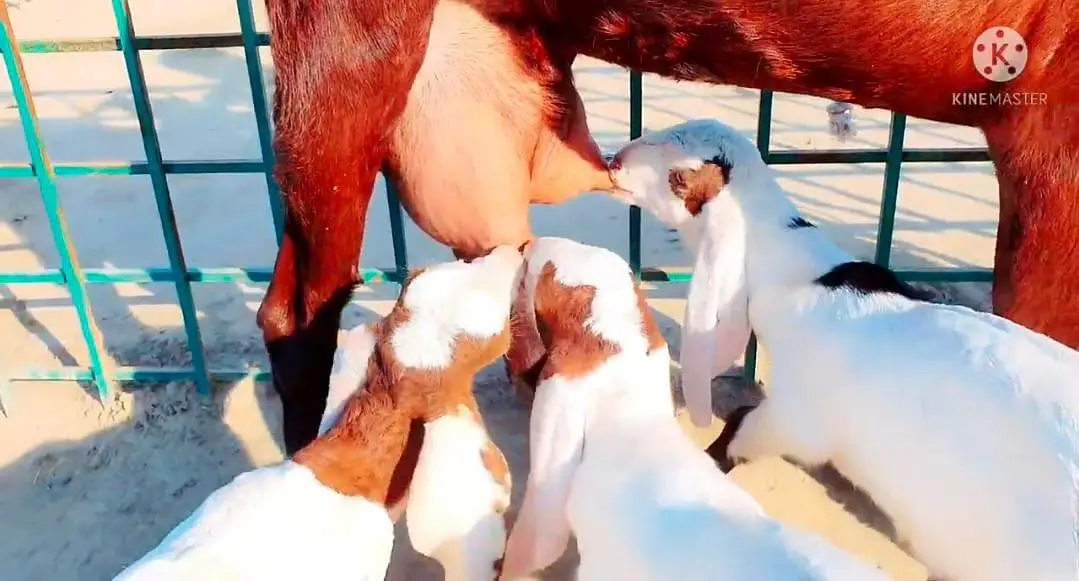 3 Bacchon Ka Sath Desi Bakri For Sale call_ 03369794037 — photo 3